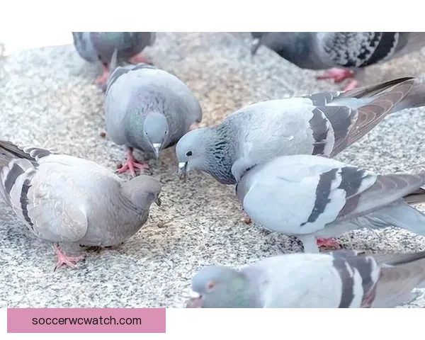 围绕世界杯足球竞猜投注策略解析与风险控制全面指南实战技巧分享